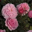 Kép 2/3 - Rosa 'Fluffy Ruffles™' - rózsaszín - virágágyi floribunda rózsa