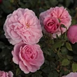 Kép 2/3 - Rosa 'Fluffy Ruffles™' - rózsaszín - virágágyi floribunda rózsa