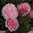 Rosa 'Fluffy Ruffles™' - rózsaszín - virágágyi floribunda rózsa
