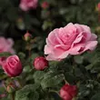 Kép 3/3 - Rosa 'Fluffy Ruffles™' - rózsaszín - virágágyi floribunda rózsa