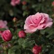 Kép 3/3 - Rosa 'Fluffy Ruffles™' - rózsaszín - virágágyi floribunda rózsa