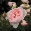 Kép 2/3 - Rosa 'Ausblush' - rózsaszín - angol rózsa