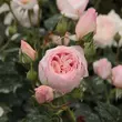Kép 3/3 - Rosa 'Ausblush' - rózsaszín - angol rózsa