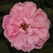 Kép 1/3 - Rosa 'Jacques Cartier' - rózsaszín - történelmi - perpetual hibrid rózsa