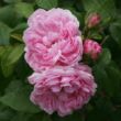 Rosa 'Jacques Cartier' - rózsaszín - történelmi - perpetual hibrid rózsa