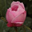 Kép 3/3 - Rosa 'Jacques Cartier' - rózsaszín - történelmi - perpetual hibrid rózsa