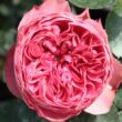 Kép 1/3 - Rosa 'Leonardo da Vinci®' - rózsaszín - nosztalgia rózsa