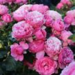Kép 2/3 - Rosa 'Leonardo da Vinci®' - rózsaszín - nosztalgia rózsa