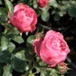 Rosa 'Leonardo da Vinci®' - rózsaszín - nosztalgia rózsa