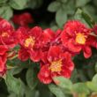 Rosa 'Libán' - vörös - törpe - mini rózsa