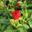 Rosa 'Libán' - vörös - törpe - mini rózsa
