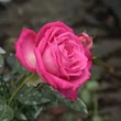 Kép 2/3 - Rosa 'Lucia Nistler®' - rózsaszín - teahibrid rózsa