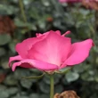 Kép 3/3 - Rosa 'Lucia Nistler®' - rózsaszín - teahibrid rózsa