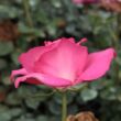 Rosa 'Lucia Nistler®' - rózsaszín - teahibrid rózsa