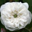 Kép 1/3 - Rosa 'Madame Hardy' - fehér - történelmi - centifolia rózsa