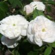 Kép 2/3 - Rosa 'Madame Hardy' - fehér - történelmi - centifolia rózsa