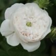 Rosa 'Madame Hardy' - fehér - történelmi - centifolia rózsa