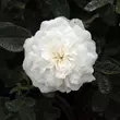 Kép 1/3 - Rosa 'Madame Plantier' - fehér - történelmi - alba rózsa