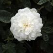 Kép 1/3 - Rosa 'Madame Plantier' - fehér - történelmi - alba rózsa