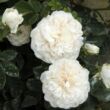 Kép 2/3 - Rosa 'Madame Plantier' - fehér - történelmi - alba rózsa