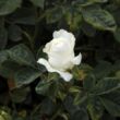 Kép 3/3 - Rosa 'Madame Plantier' - fehér - történelmi - alba rózsa