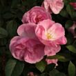 Kép 2/3 - Rosa 'Mevrouw Nathalie Nypels' - rózsaszín - virágágyi floribunda rózsa