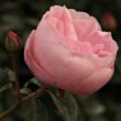 Kép 3/3 - Rosa 'Mevrouw Nathalie Nypels' - rózsaszín - virágágyi floribunda rózsa