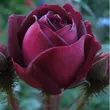 Kép 3/3 - Rosa 'Nuits de Young' - lila - történelmi - moha rózsa