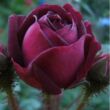 Rosa 'Nuits de Young' - lila - történelmi - moha rózsa