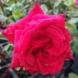 Kép 1/3 - Rosa 'Pannonhalma' - vörös - teahibrid rózsa