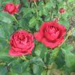 Rosa 'Pannonhalma' - vörös - teahibrid rózsa