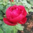 Kép 3/3 - Rosa 'Pannonhalma' - vörös - teahibrid rózsa