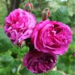 Rosa 'Reine des Violettes' - lila - történelmi - perpetual hibrid rózsa