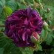 Kép 3/3 - Rosa 'Reine des Violettes' - lila - történelmi - perpetual hibrid rózsa