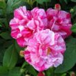 Rosa 'Rosa Mundi' - rózsaszín - fehér - történelmi - gallica rózsa