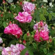 Kép 3/3 - Rosa 'Rosa Mundi' - rózsaszín - fehér - történelmi - gallica rózsa