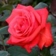 Kép 1/3 - Rosa 'Rosalynn Carter™' - vörös - virágágyi grandiflora - floribunda rózsa