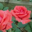 Kép 2/3 - Rosa 'Rosalynn Carter™' - vörös - virágágyi grandiflora - floribunda rózsa
