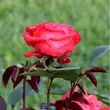 Kép 3/3 - Rosa 'Rosalynn Carter™' - vörös - virágágyi grandiflora - floribunda rózsa