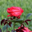 Kép 3/3 - Rosa 'Rosalynn Carter™' - vörös - virágágyi grandiflora - floribunda rózsa