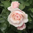 Kép 2/3 - Rosa 'Auswith' - rózsaszín - angol rózsa