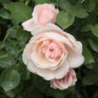 Rosa 'Auswith' - rózsaszín - angol rózsa