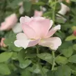 Kép 3/3 - Rosa 'Auswith' - rózsaszín - angol rózsa