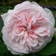 Kép 1/3 - Rosa 'Souvenir de la Malmaison' - rózsaszín - történelmi - bourbon rózsa