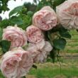 Kép 2/3 - Rosa 'Souvenir de la Malmaison' - rózsaszín - történelmi - bourbon rózsa