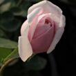 Kép 3/3 - Rosa 'Souvenir de la Malmaison' - rózsaszín - történelmi - bourbon rózsa