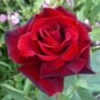 Kép 1/3 - Rosa 'Barkarole®' - vörös - teahibrid rózsa