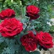 Rosa 'Barkarole®' - vörös - teahibrid rózsa