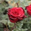 Kép 3/3 - Rosa 'Barkarole®' - vörös - teahibrid rózsa