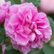 Kép 1/3 - Rosa 'Thérèse Bugnet' - rózsaszín - parkrózsa